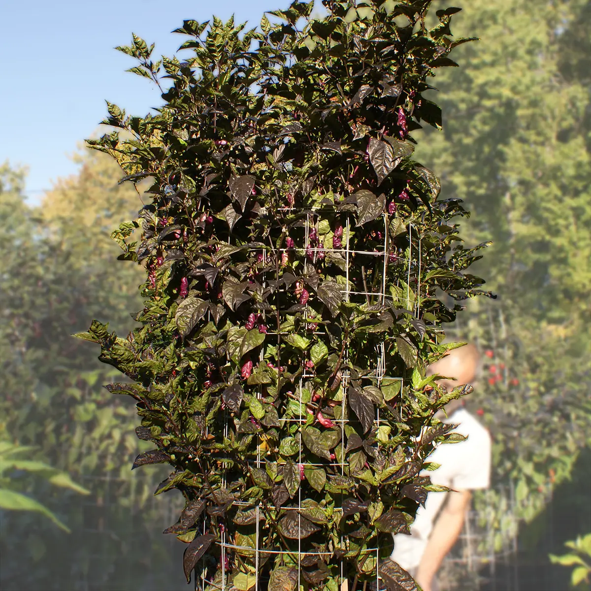 Jay’s Pink Purple – Image 5