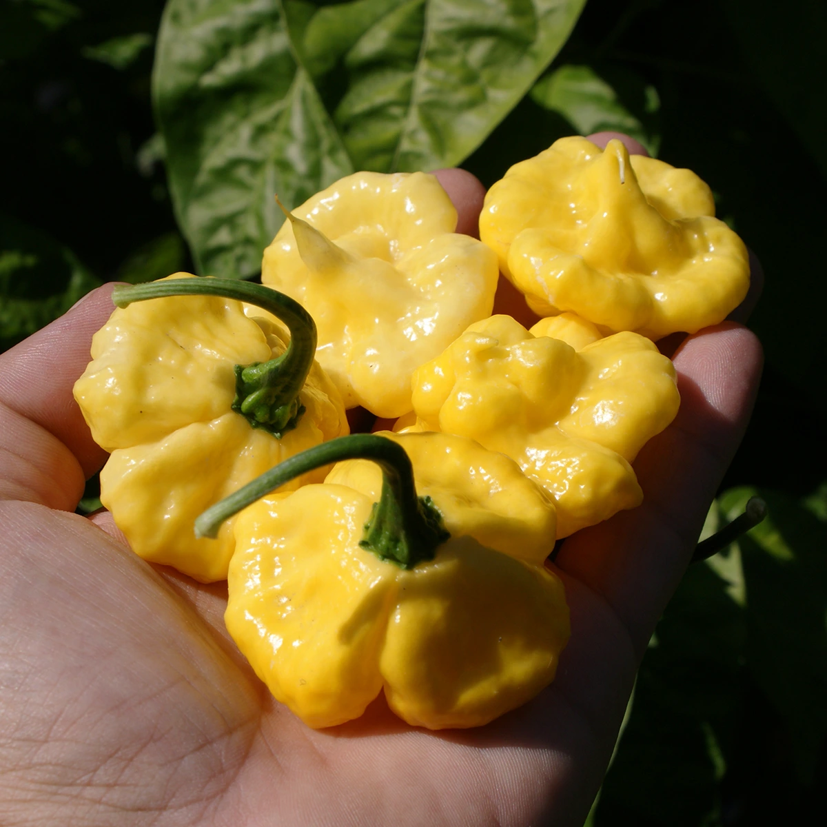 Khang Starr Lemon Starrburst – Image 2