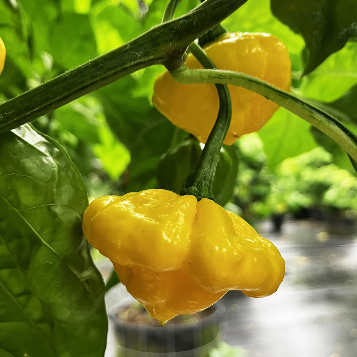 Khang Starr Lemon Starrburst – Image 3