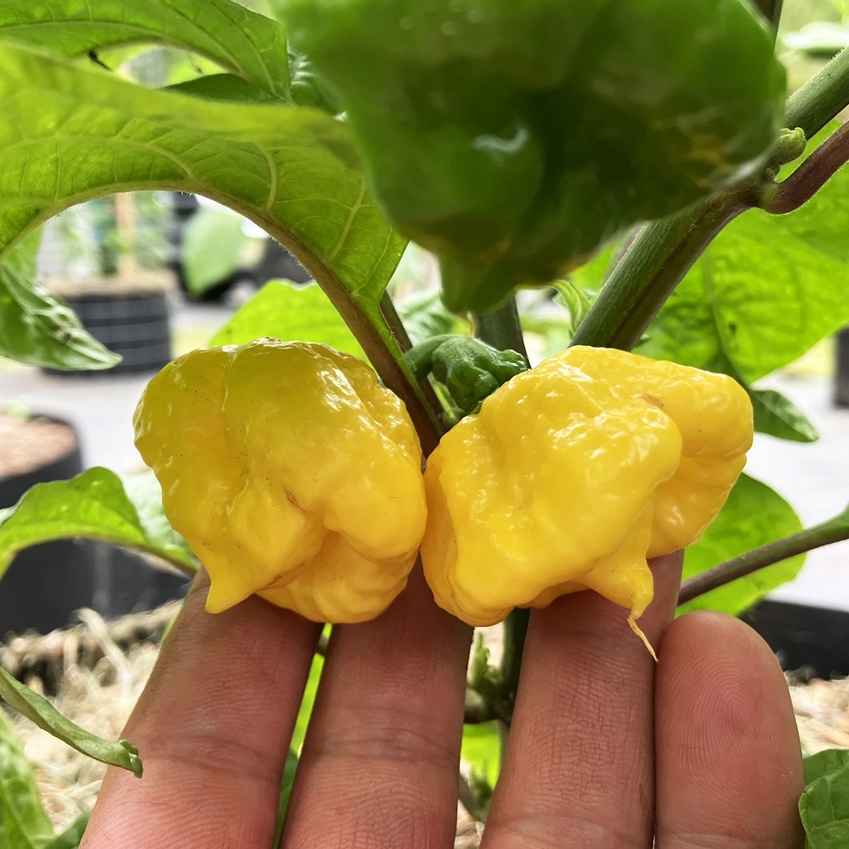 Khang Starr Lemon Starrburst – Image 4