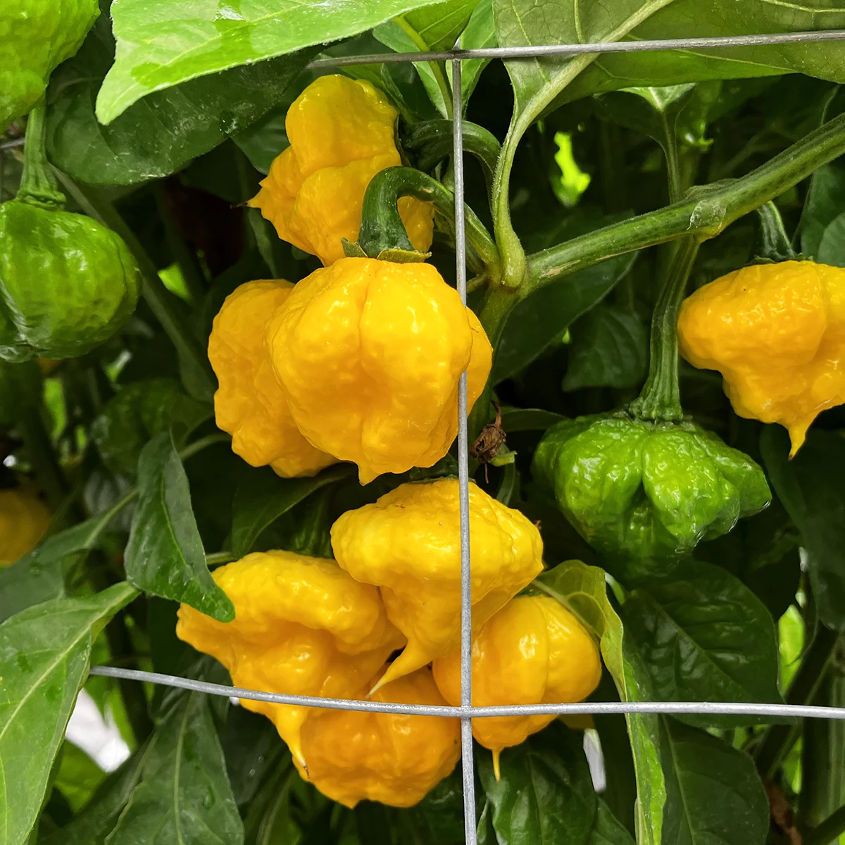 Khang Starr Lemon Starrburst – Image 5