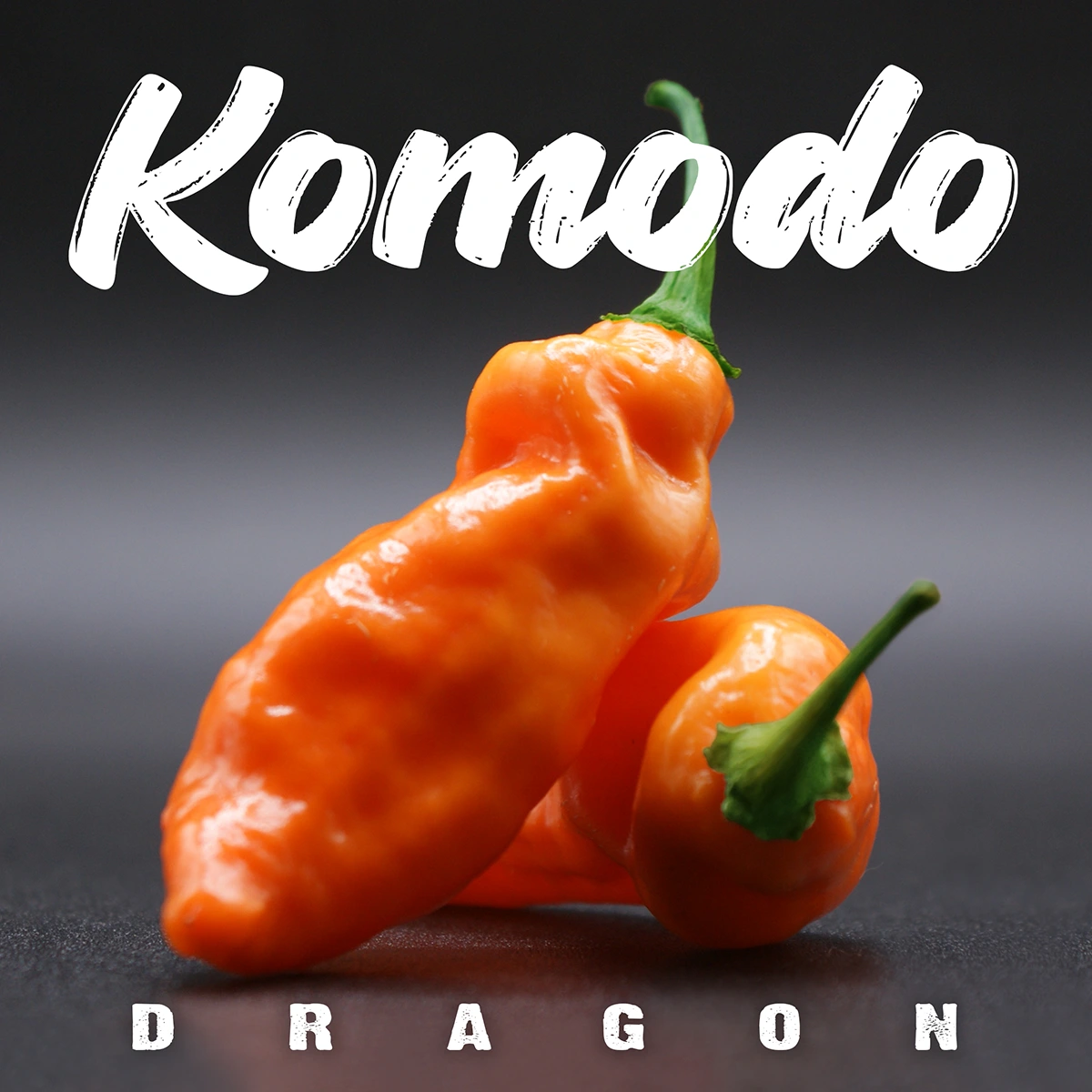 Komodo Dragon Orange