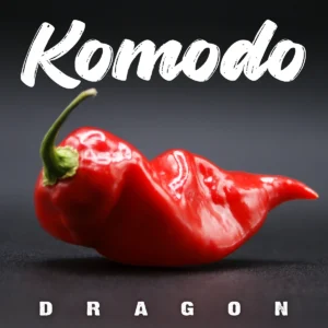 Komodo Dragon