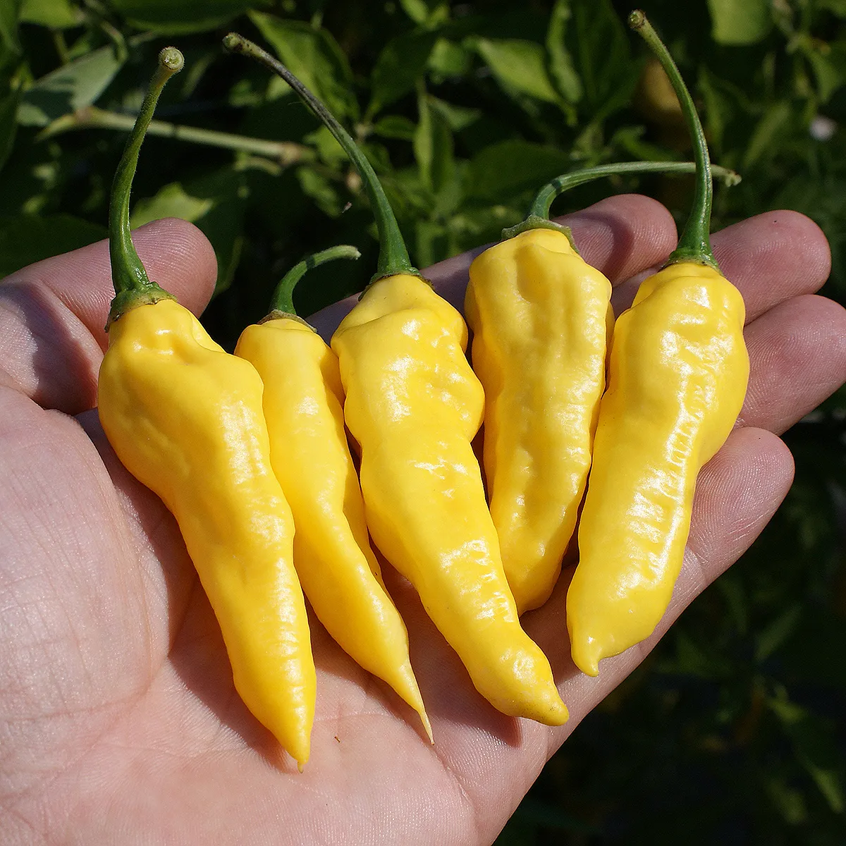 Lemon Ghostly Jalapeno – Image 2