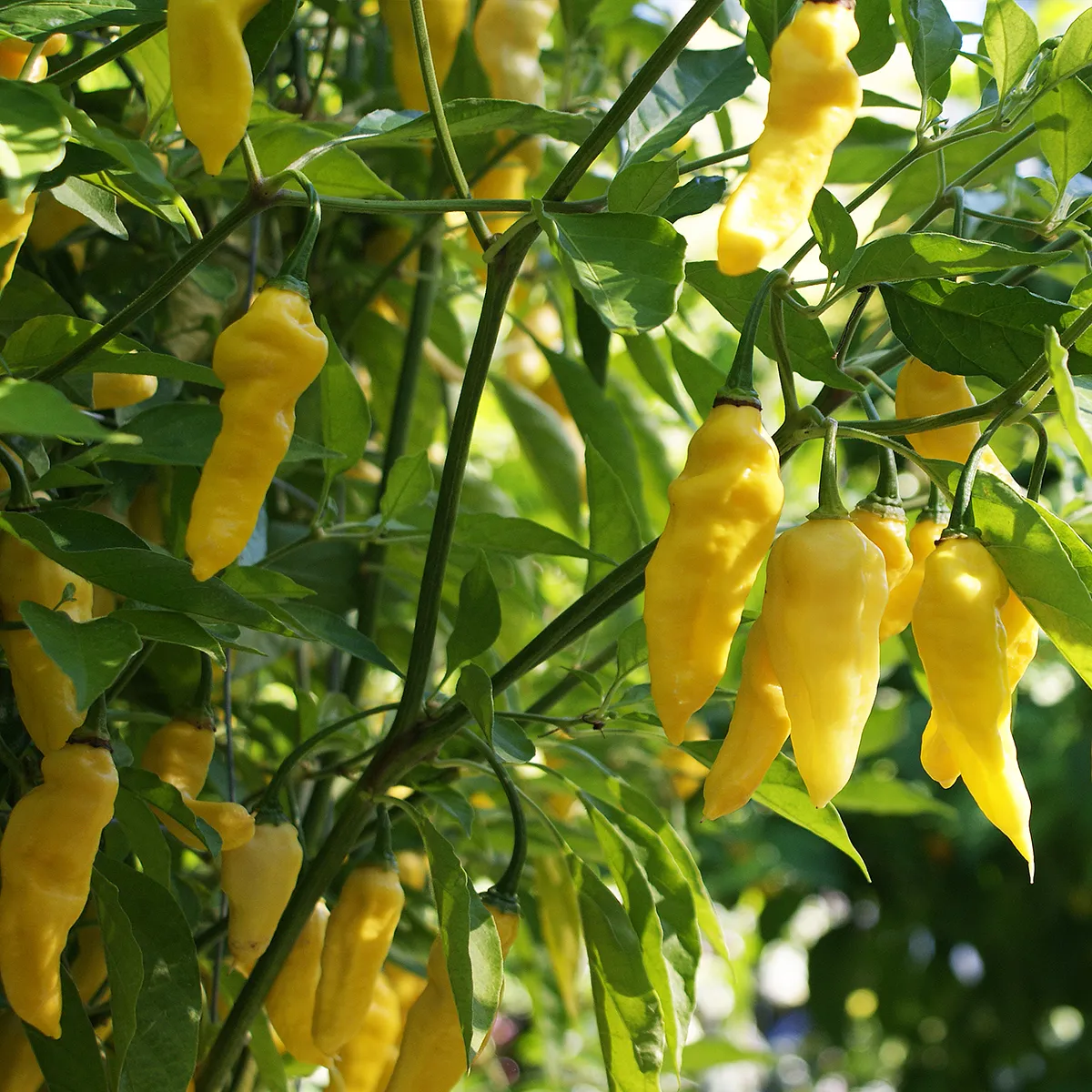 Lemon Ghostly Jalapeno – Image 3