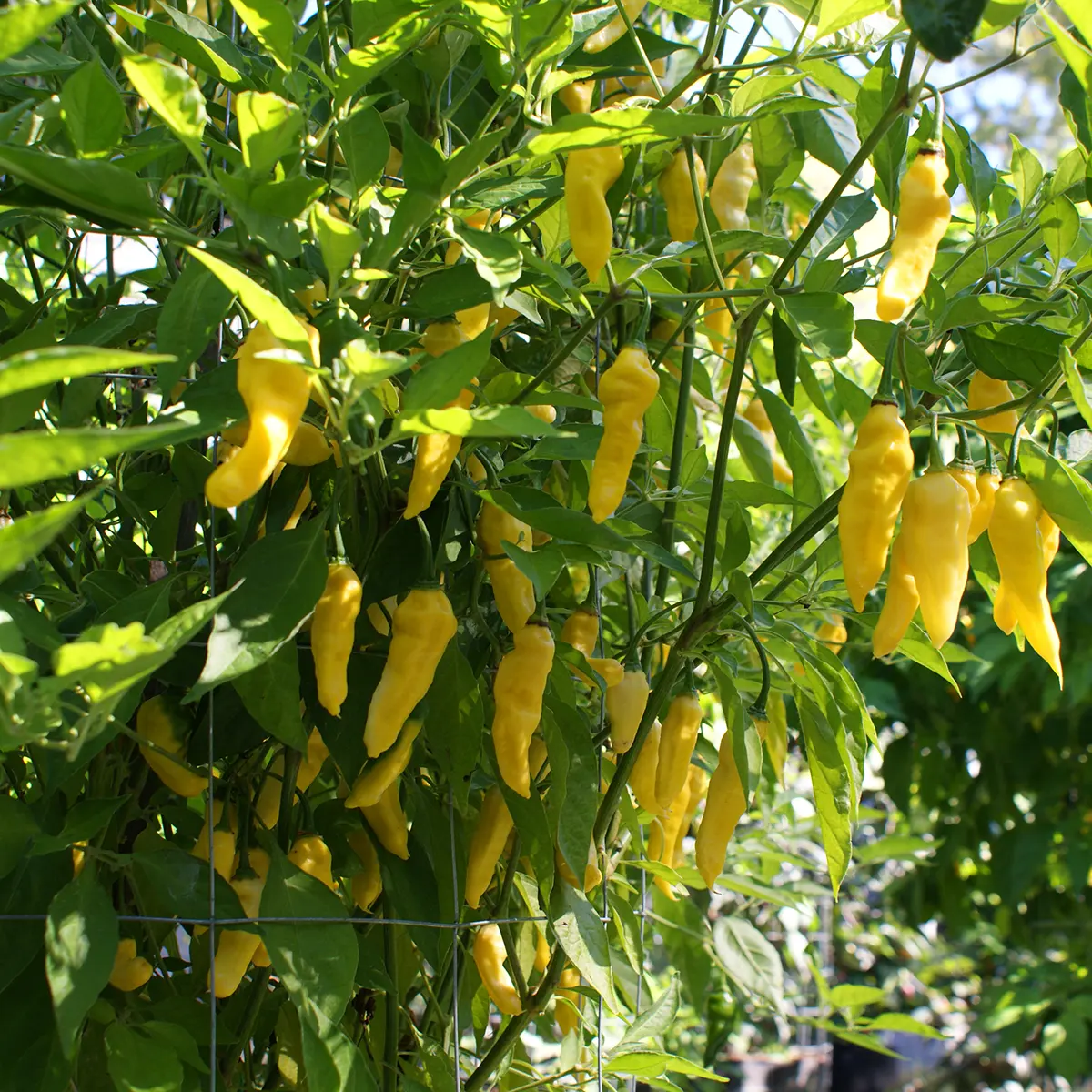 Lemon Ghostly Jalapeno – Image 4