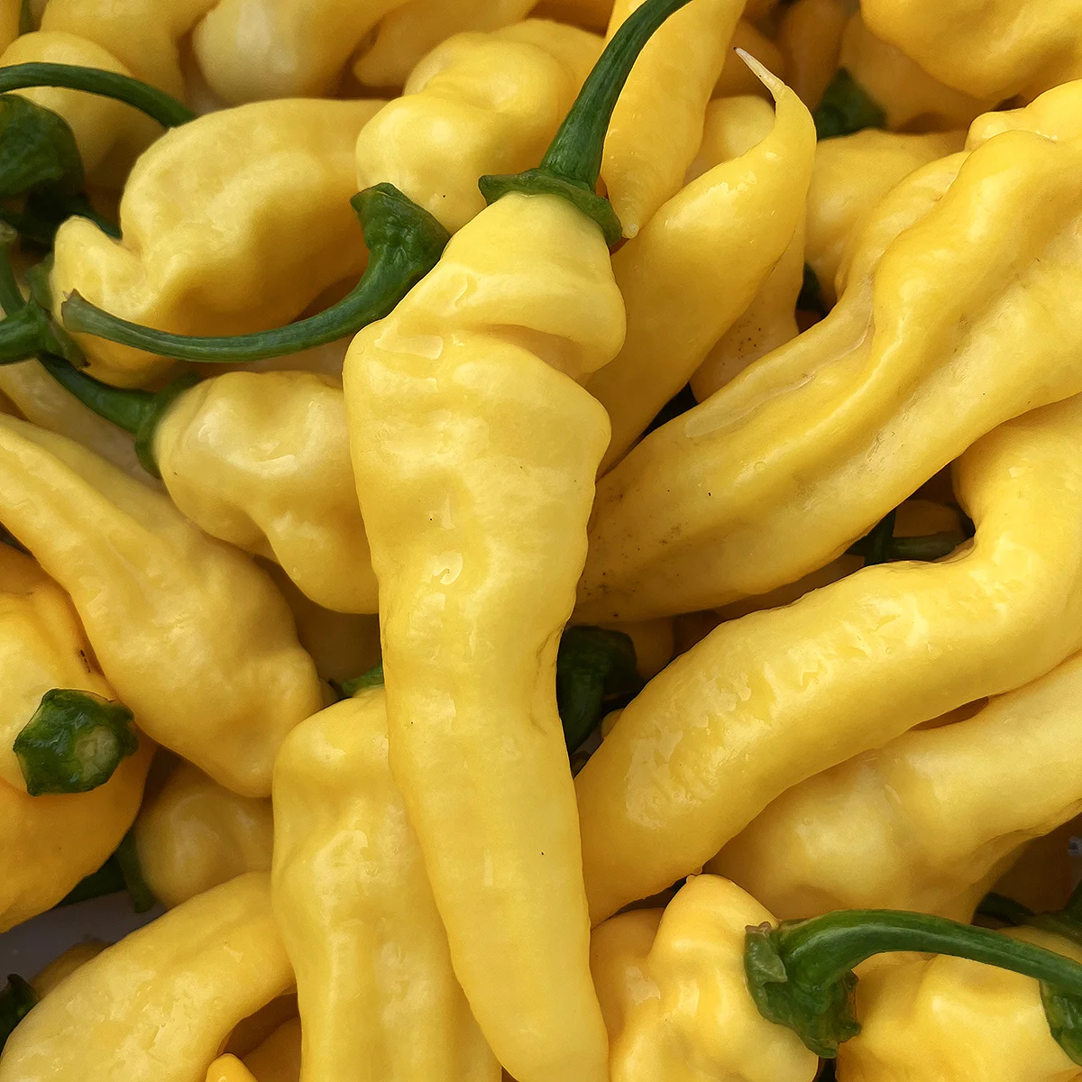 Lemon Ghostly Jalapeno – Image 5