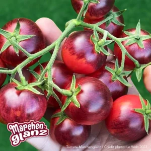 Marchenglanz