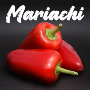 Mariachi