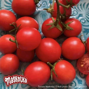 Maskotka