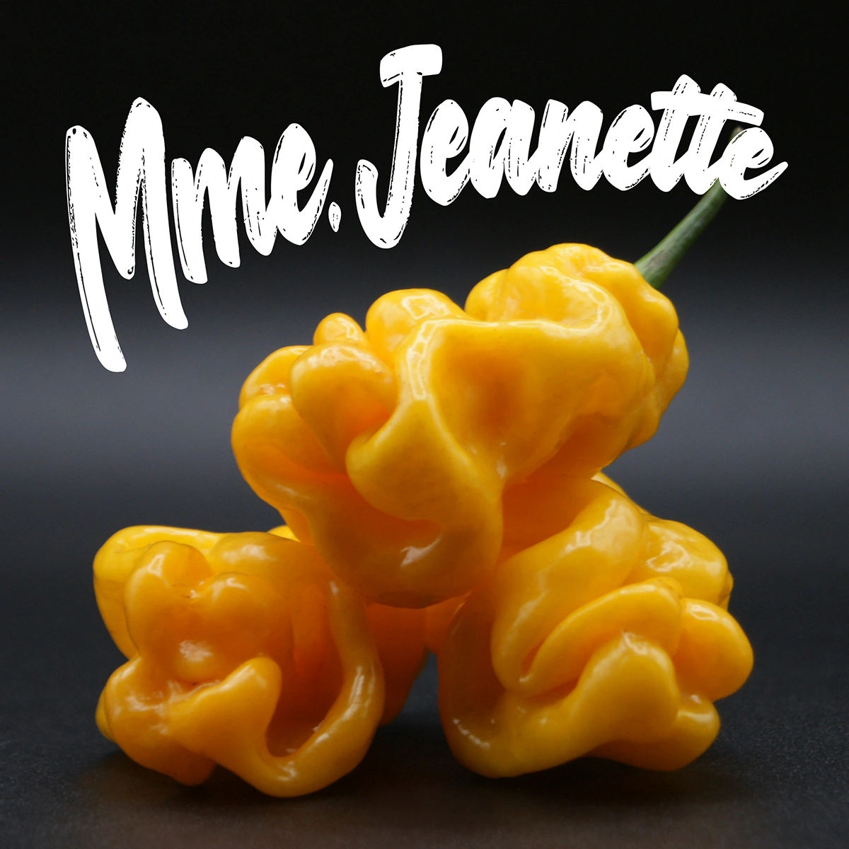 Mme Jeanette