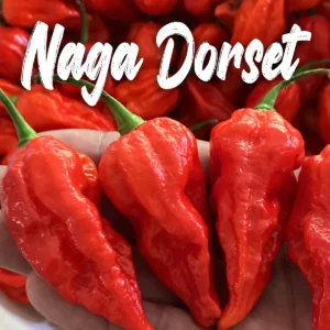 Naga Dorset