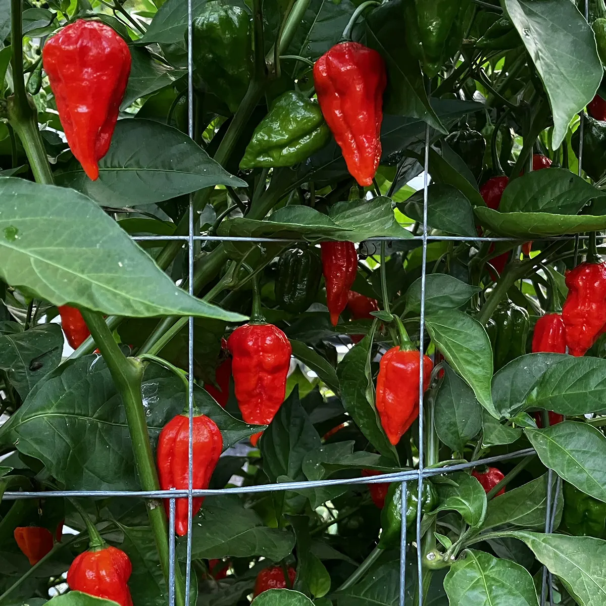 Naga Dorset – Image 2