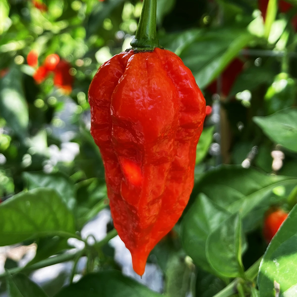 Naga Dorset – Image 4