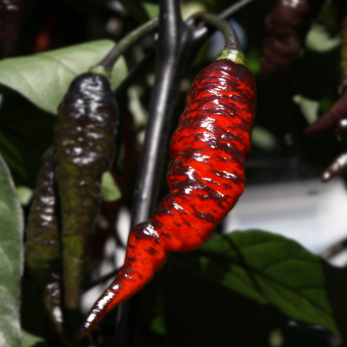 Naga Twister Black – Image 2