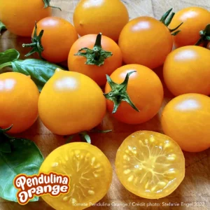 Pendulina Orange