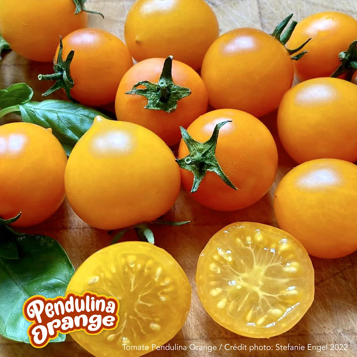 Pendulina Orange