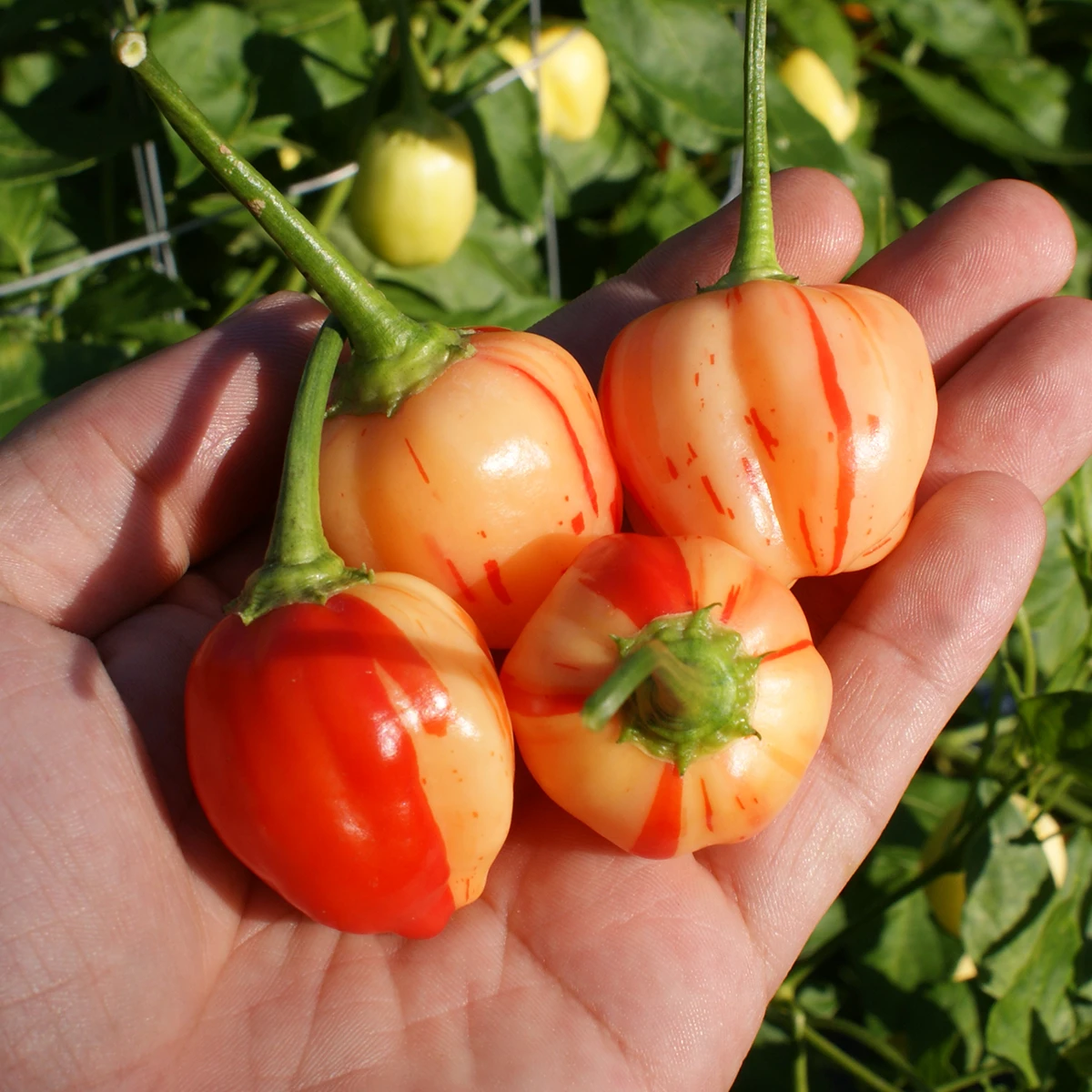 Peppapeach Stripey – Image 2