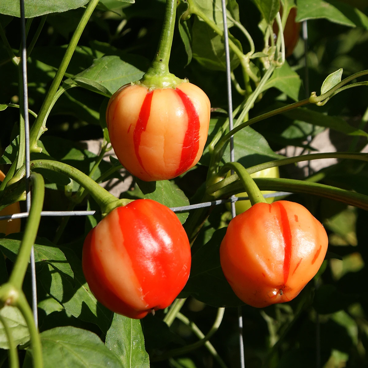 Peppapeach Stripey – Image 3