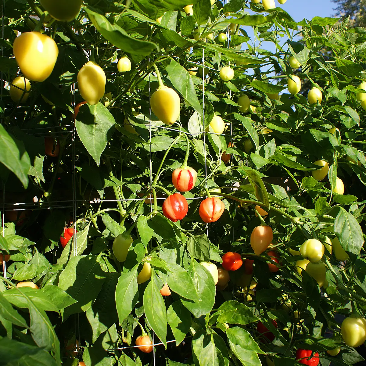 Peppapeach Stripey – Image 4