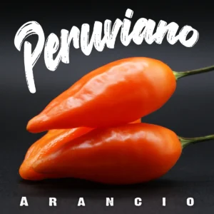 Peruviano Arancio