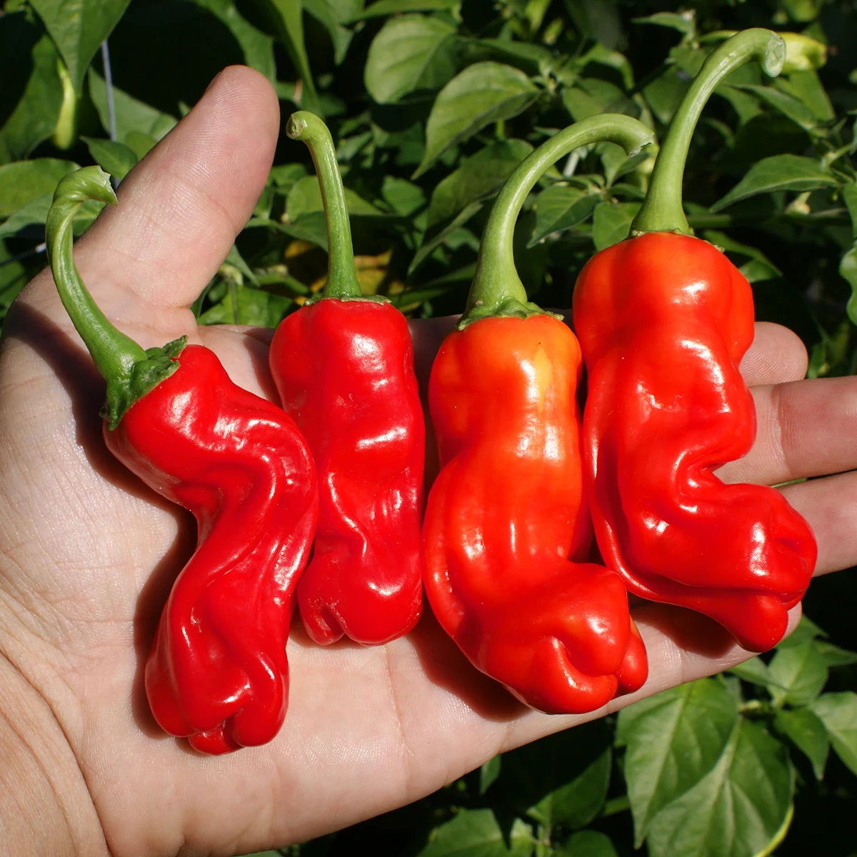 Peter Pepper – Image 2