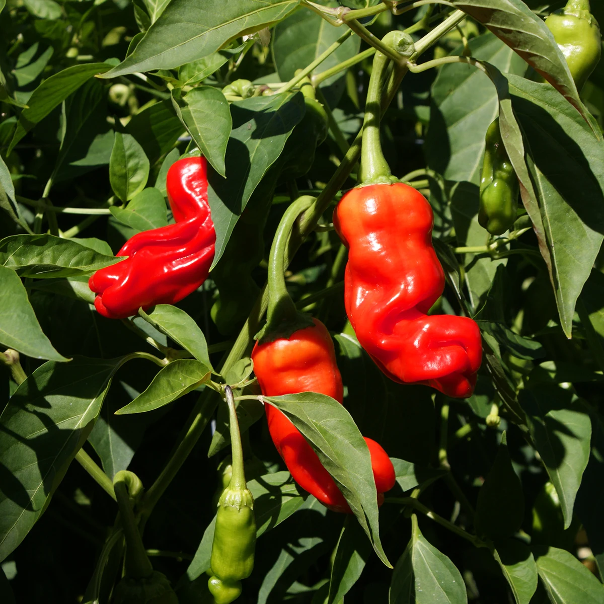 Peter Pepper – Image 3