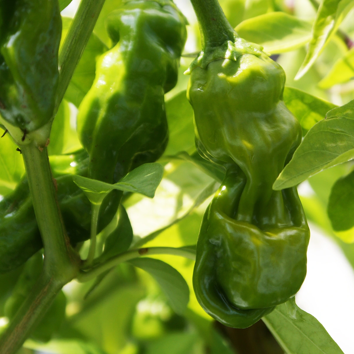 Peter Pepper – Image 4