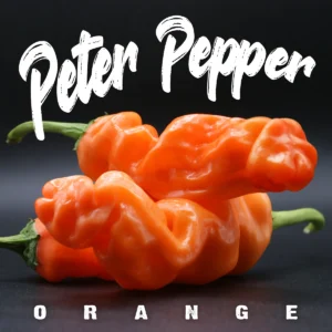 Peter Pepper Orange