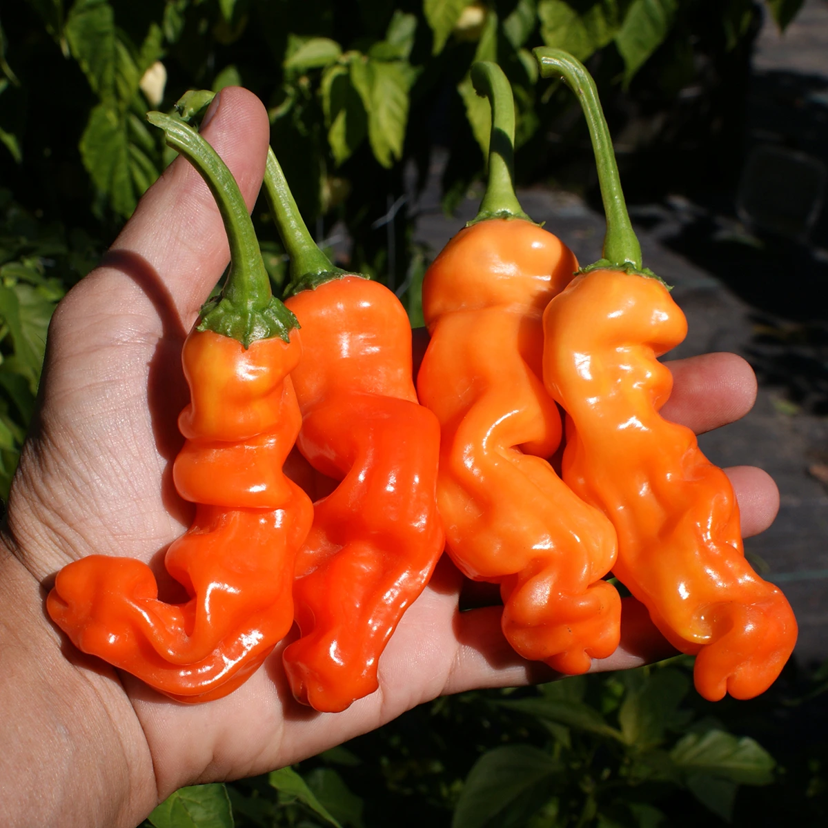 Peter Pepper Orange – Image 2