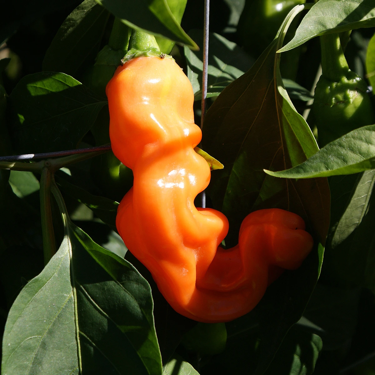 Peter Pepper Orange – Image 3