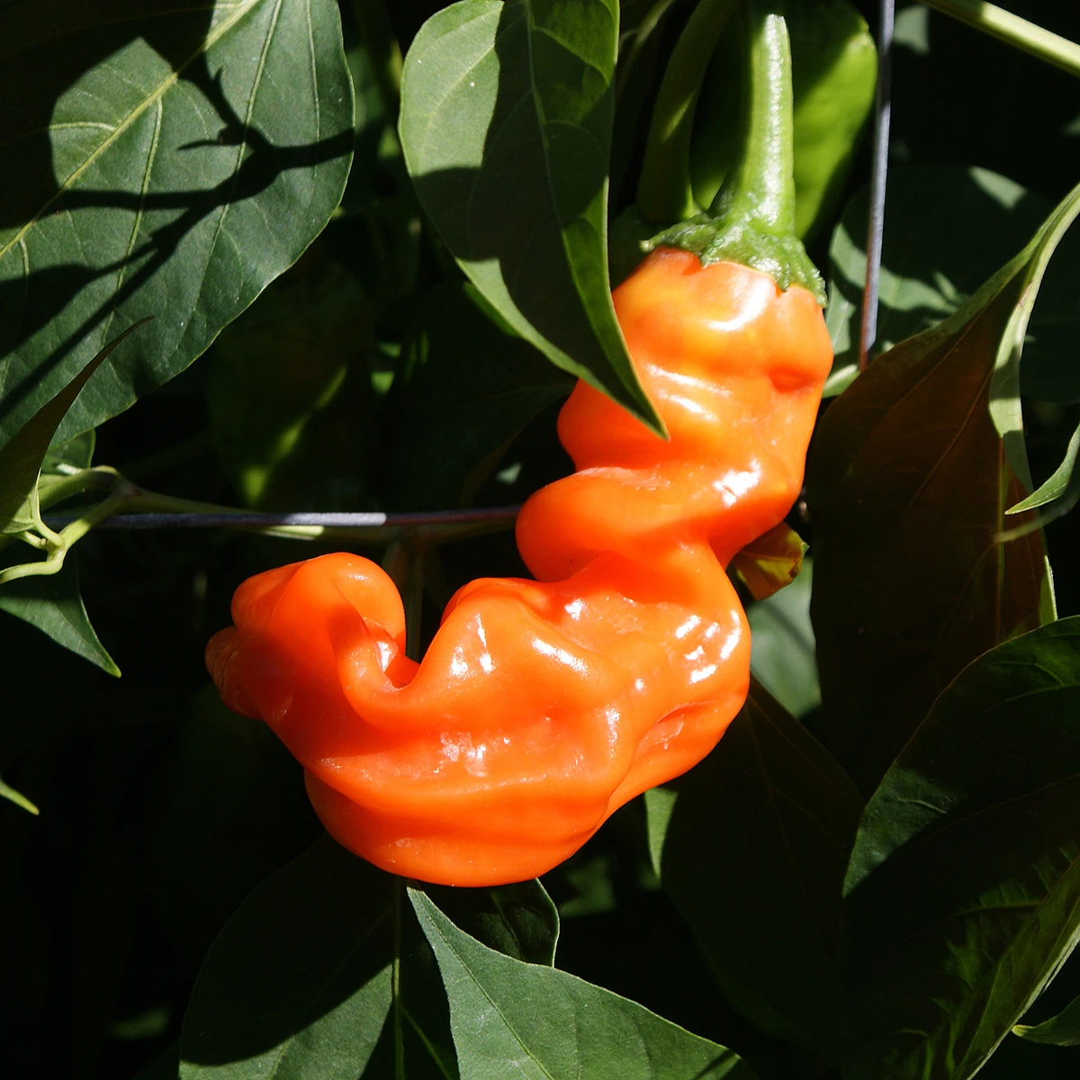 Peter Pepper Orange – Image 4