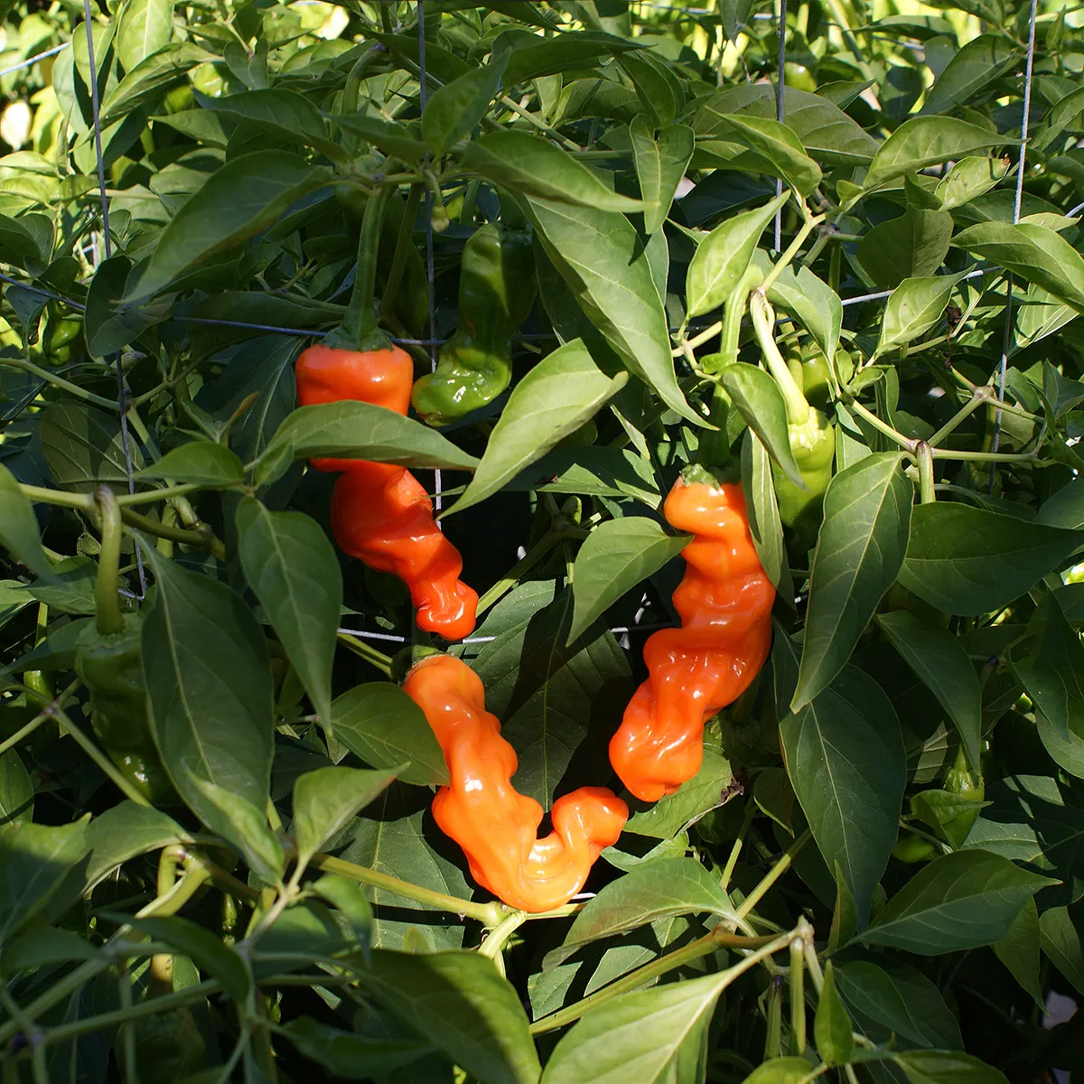 Peter Pepper Orange – Image 5