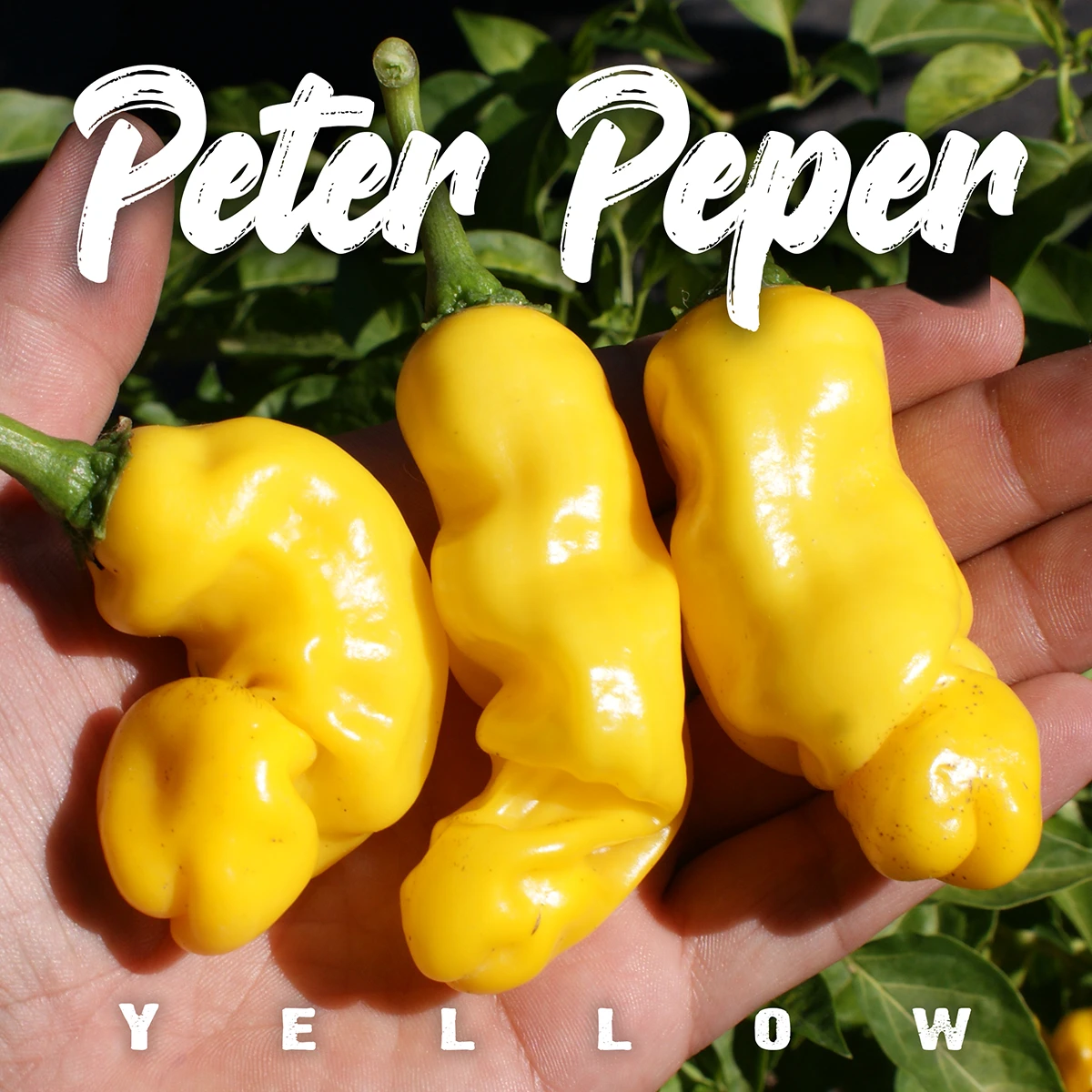 Peter Pepper Yellow
