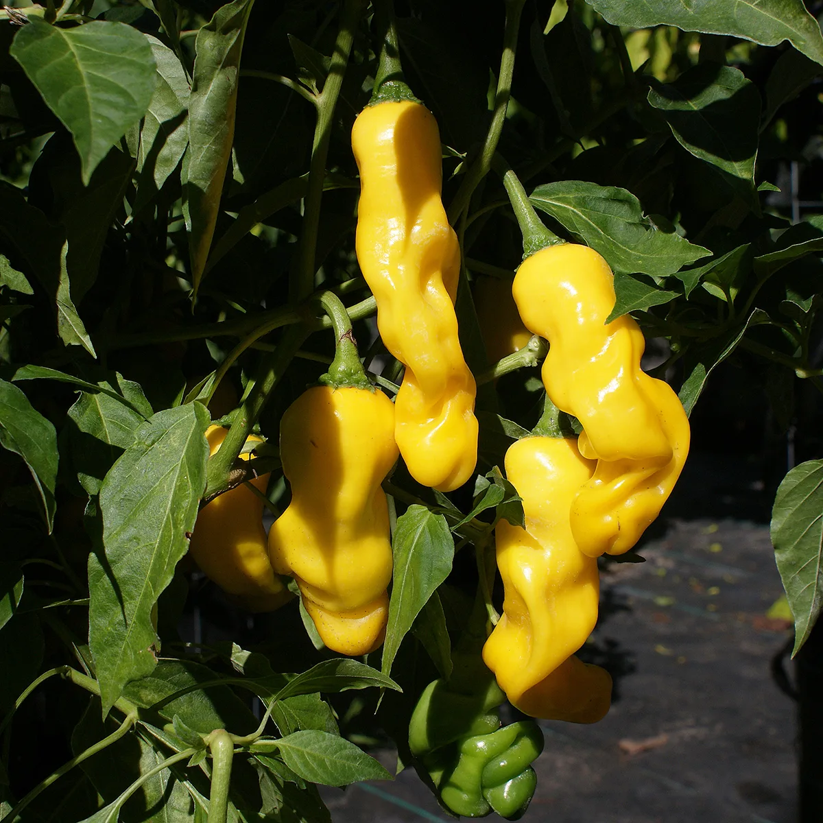 Peter Pepper Yellow – Image 2