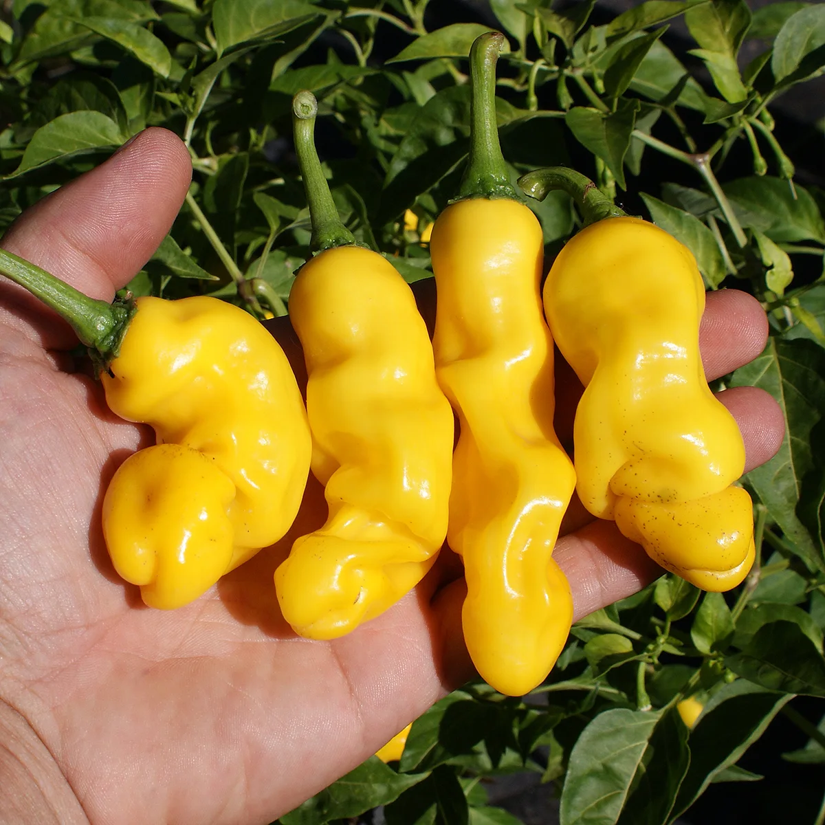 Peter Pepper Yellow – Image 3