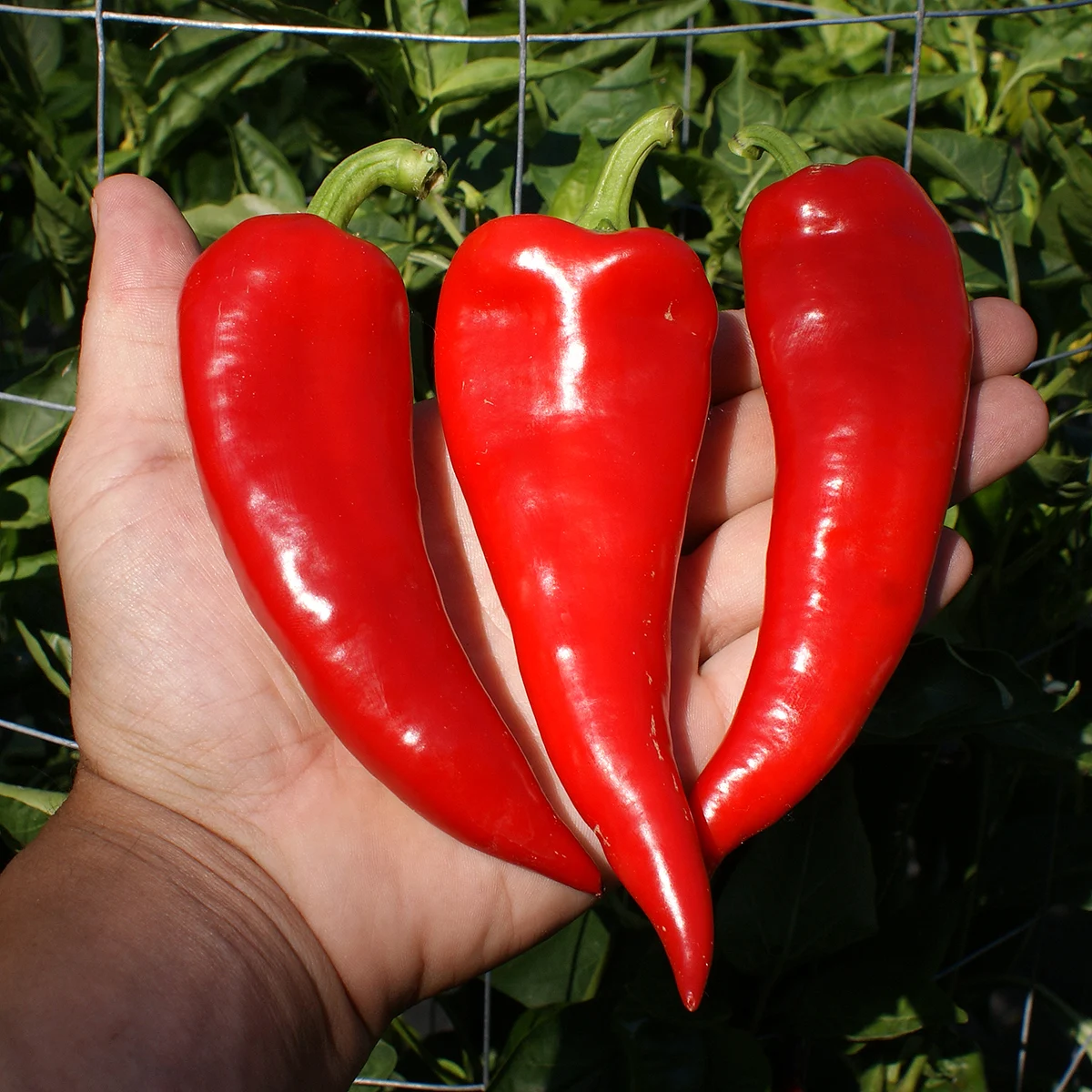 Piment Rouge de Maskinongé – Image 2