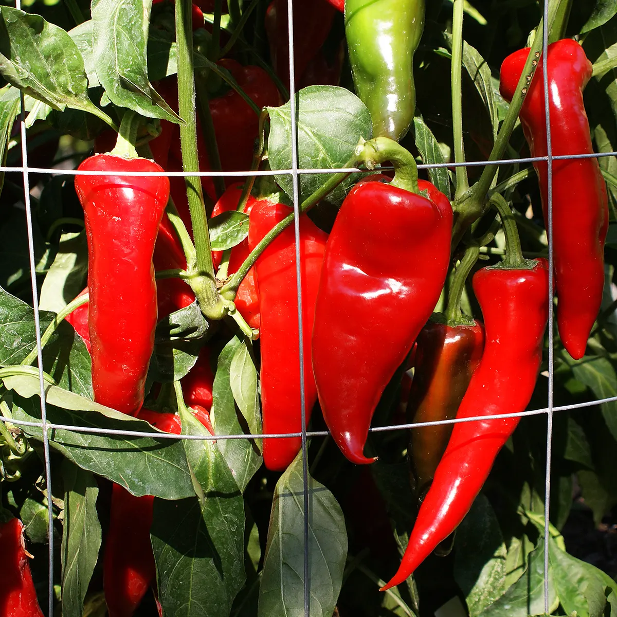 Piment Rouge de Maskinongé – Image 3
