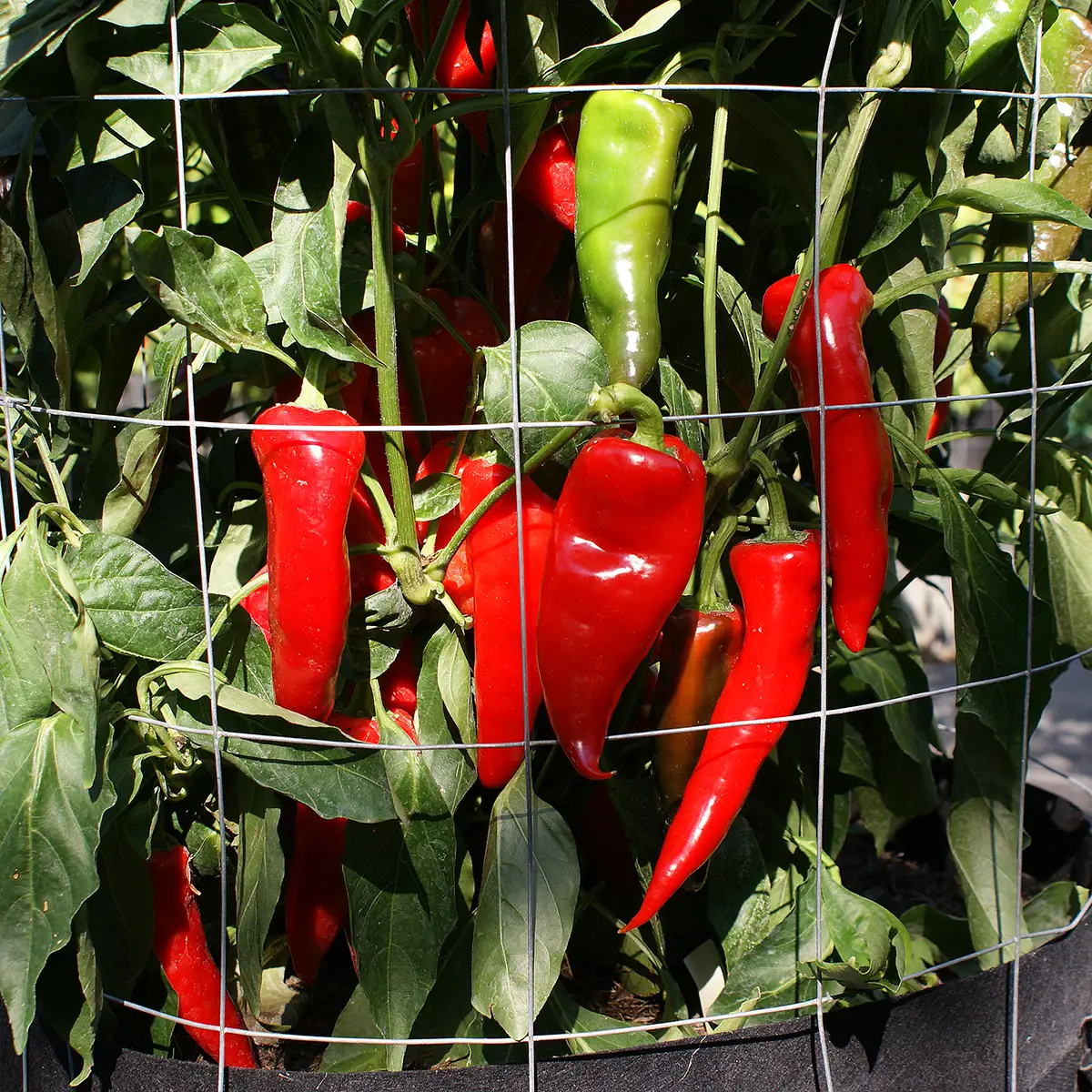 Piment Rouge de Maskinongé – Image 4