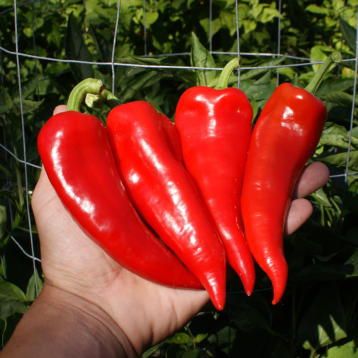 Piment Rouge de Maskinongé – Image 5