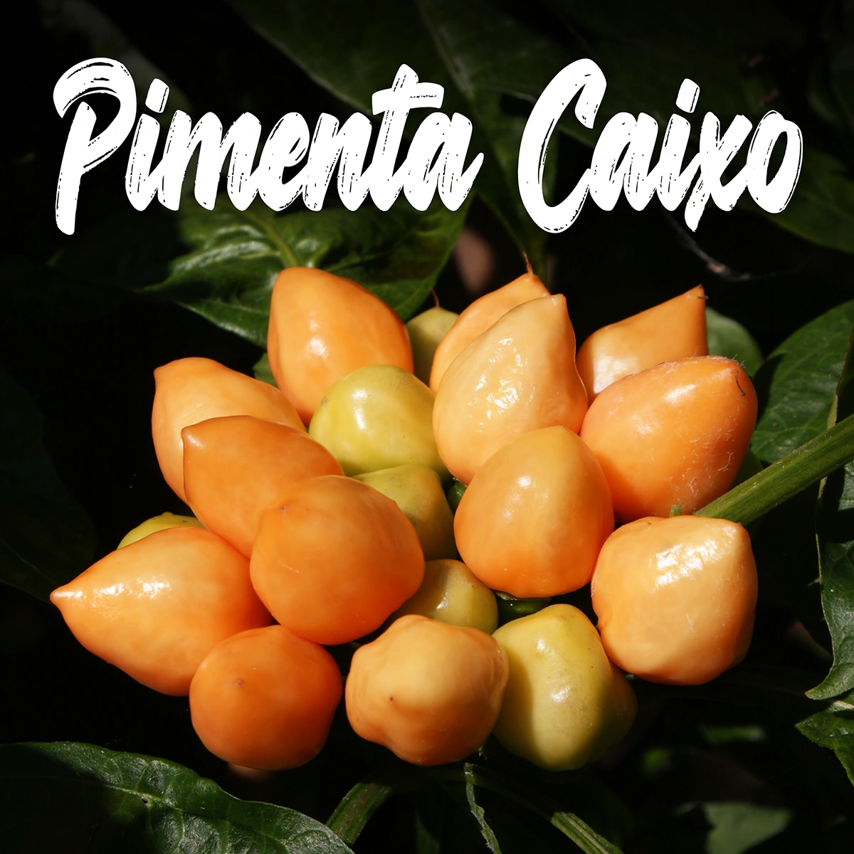 Pimenta Caixo