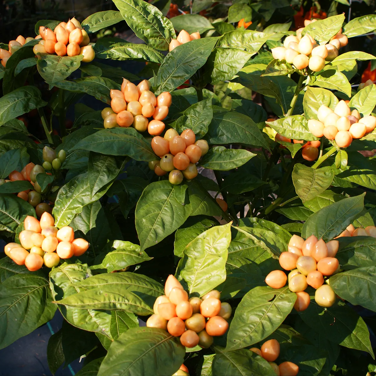 Pimenta Caixo – Image 2