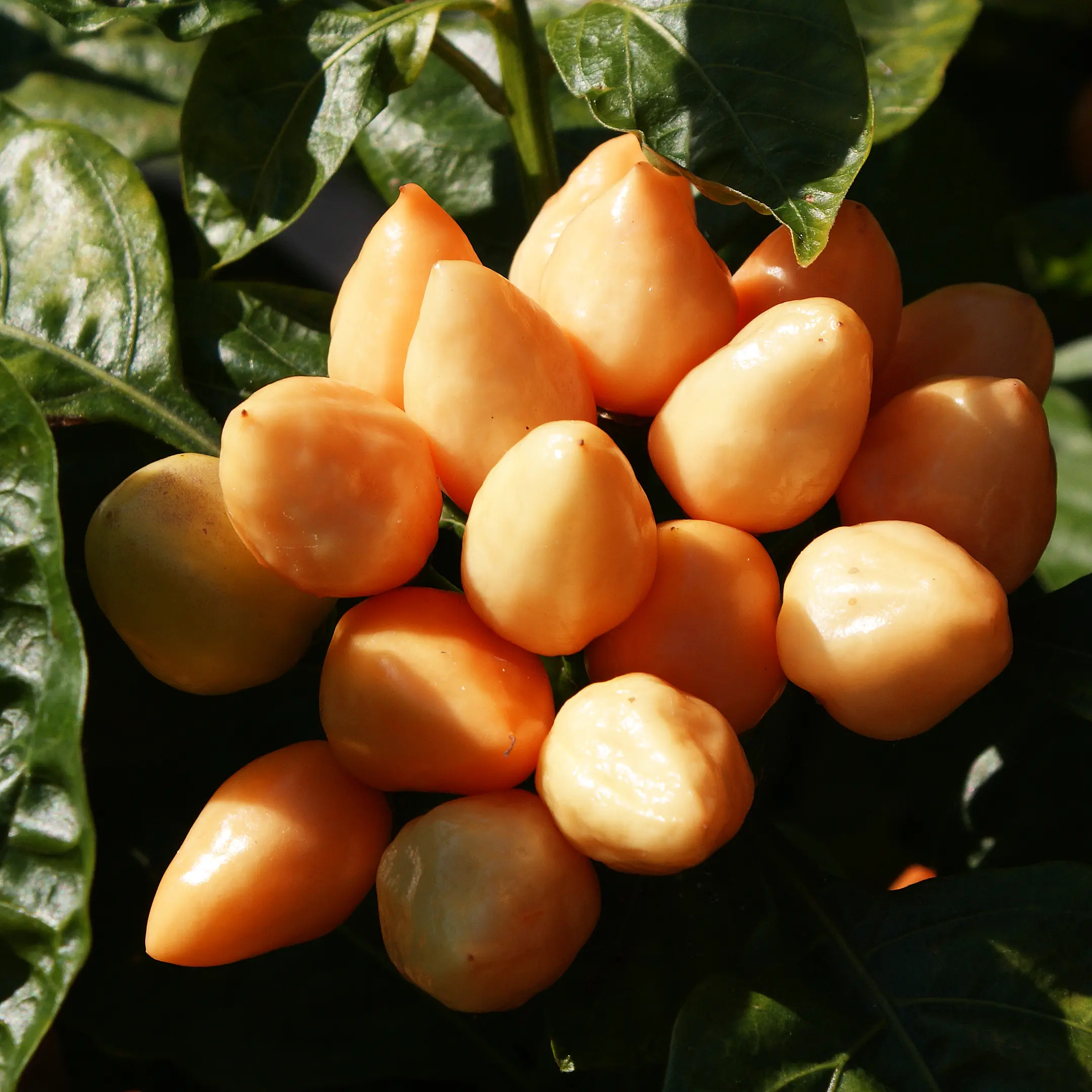 Pimenta Caixo – Image 3