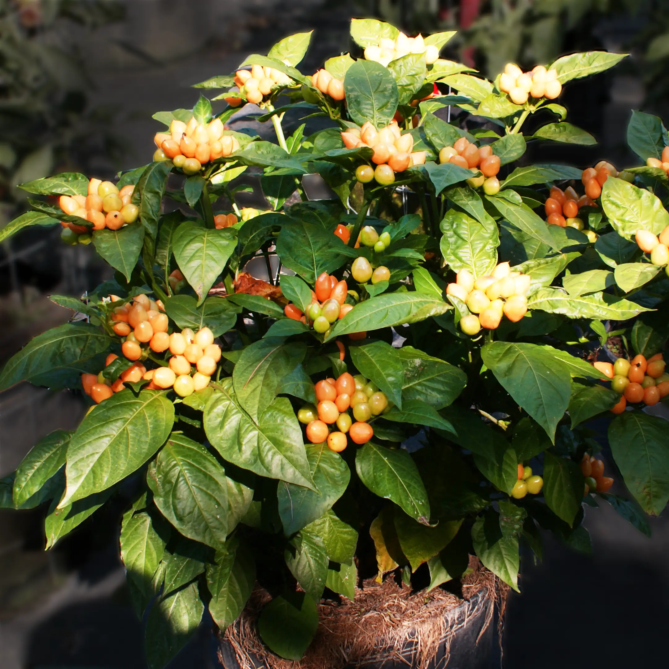 Pimenta Caixo – Image 4