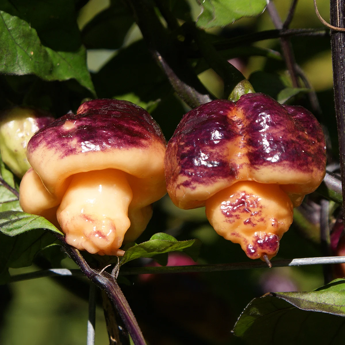 Pockmark Cream – Image 3