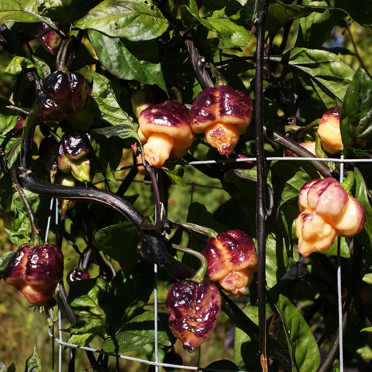 Pockmark Cream – Image 4