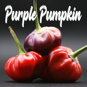 Purple Pumpkin