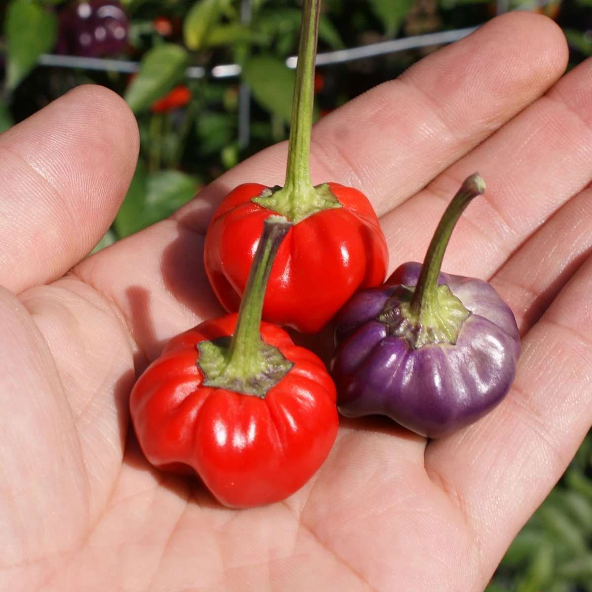 Purple Pumpkin – Image 3