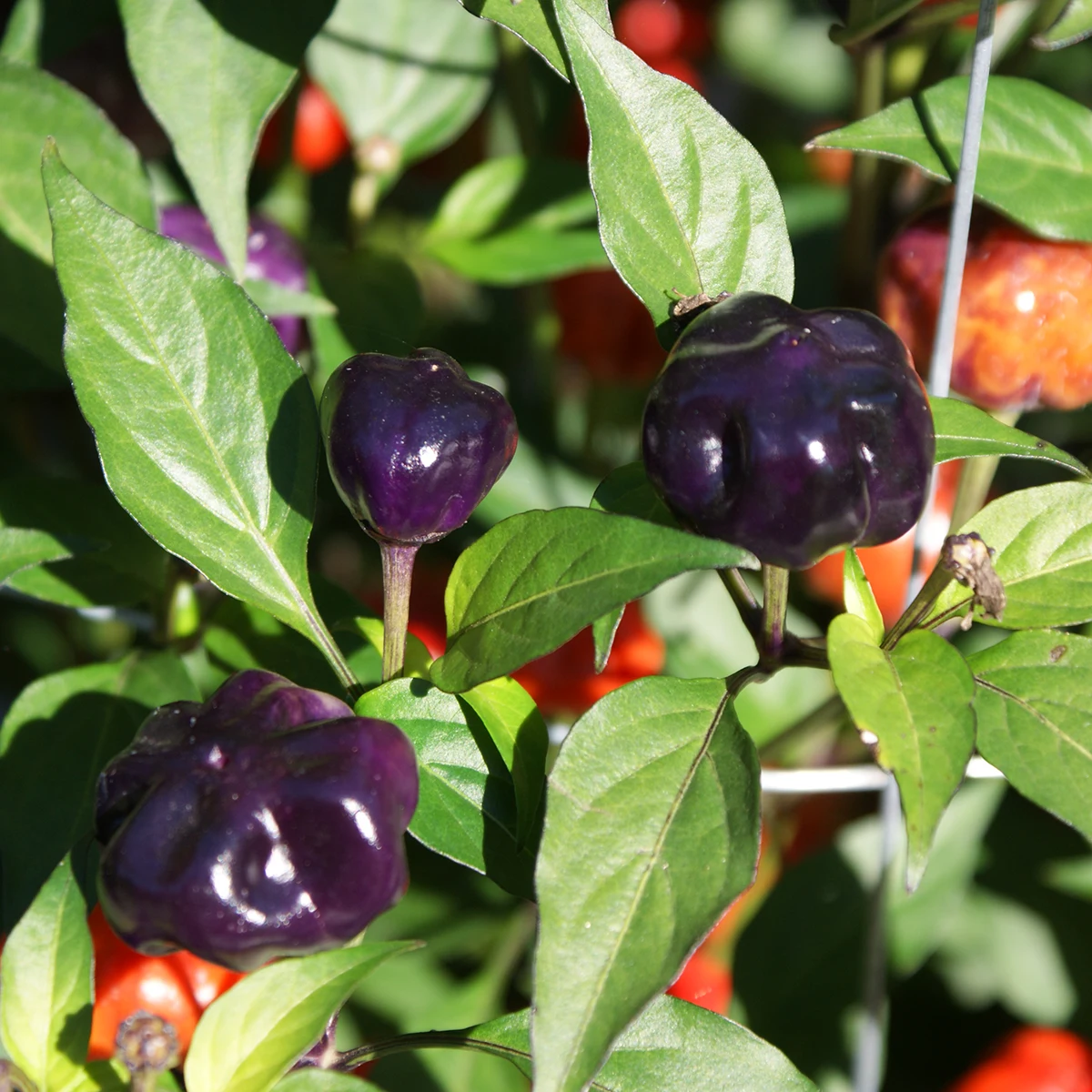 Purple Pumpkin – Image 4
