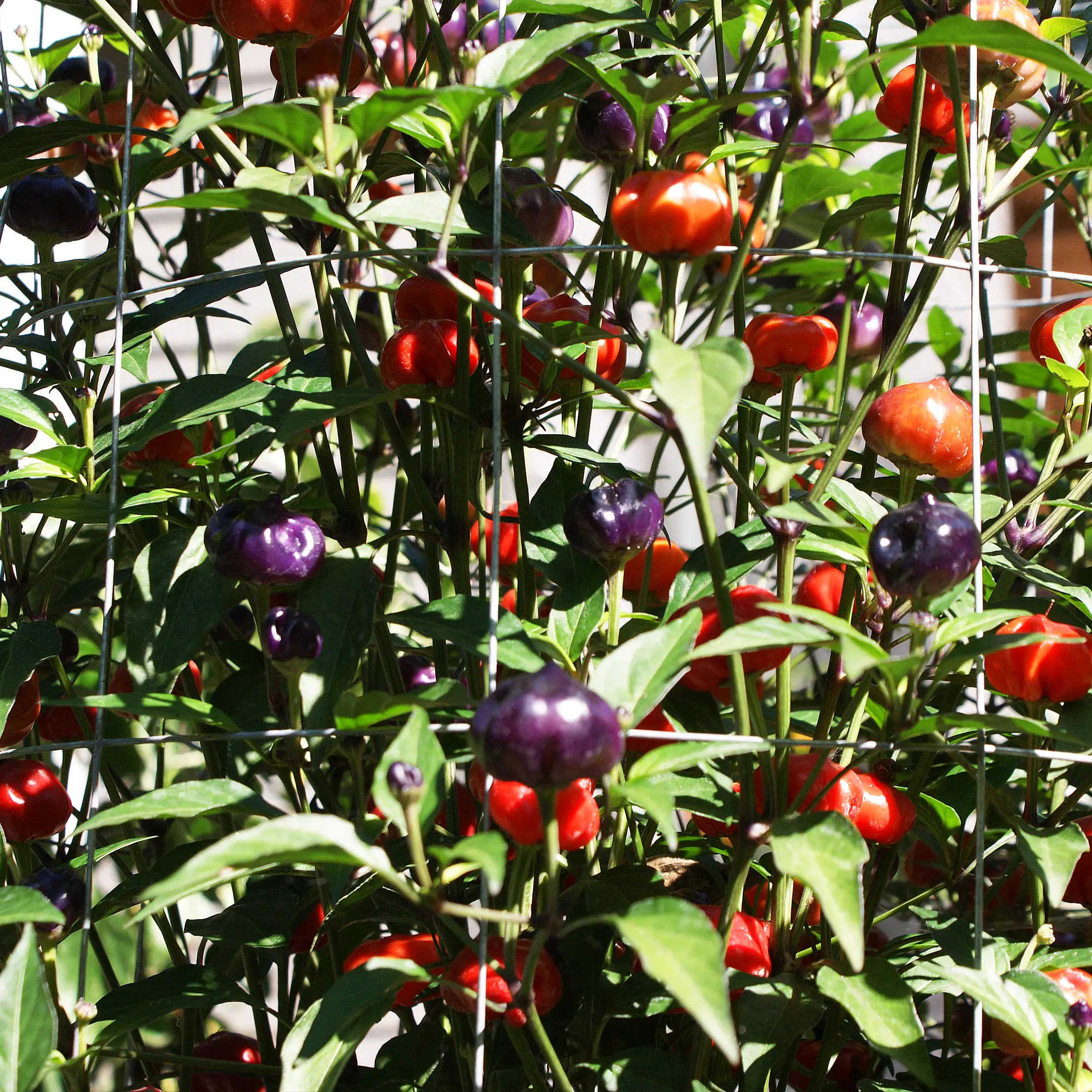 Purple Pumpkin – Image 5